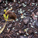 Snigelbekämpning Snigel Effekt Neudorff