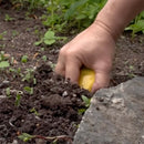 Sweder ogräsrensare demonstration